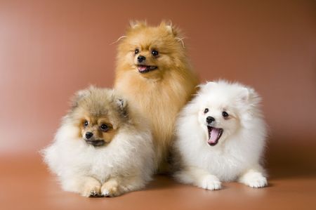 Three puppies of the spitz-dog in studio の写真素材