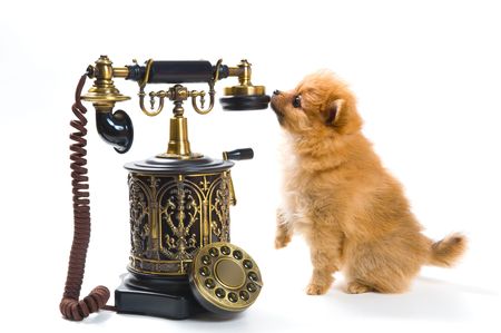 Puppy of a spitz-dog with phoneの写真素材