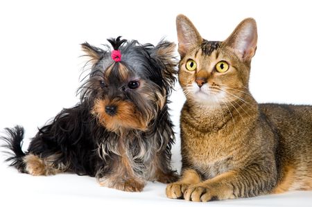 Puppy and cat in studio on a neutral backgroundの写真素材