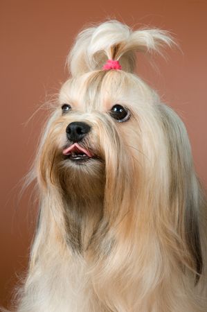 Lap-dog in studio on a neutral backgroundの写真素材