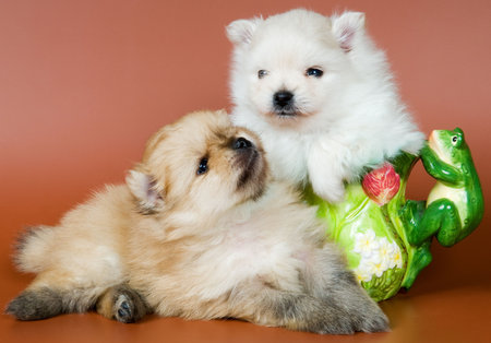 Puppies of a spitz-dog in studioの写真素材