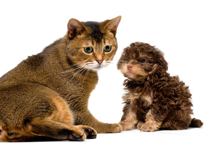 Cat and lapdog in studio 