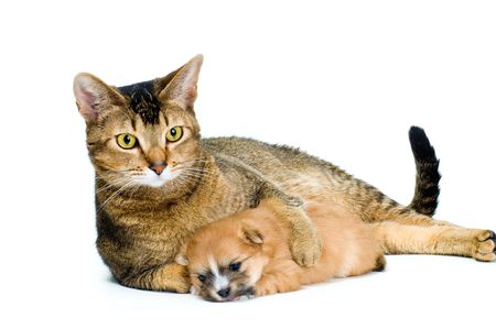 Puppy chihuahua with a catの写真素材