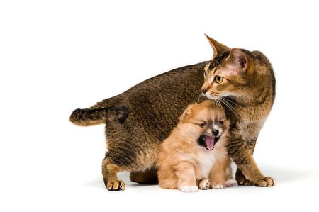 Cat and puppy in studioの写真素材