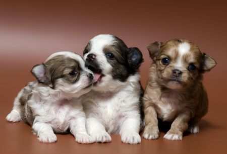 Three puppies of the spitz-dog in studioの写真素材