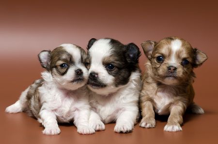 Three puppies of the spitz-dog in studioの写真素材