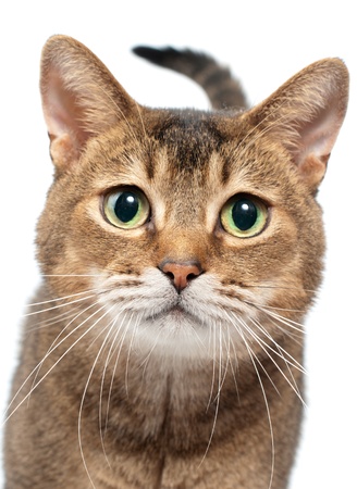  Cat in studio with curiosity looksの写真素材