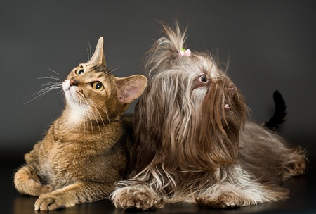 Cat and bolonka zwetna in studioの写真素材