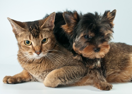 Puppy and cat in studioの写真素材