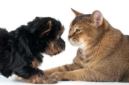 Cat and puppy  in studioの写真素材