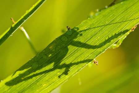 Shade from a grasshopper