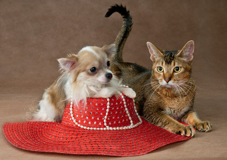 The puppy chihuahua and cat in studio on a neutral backgroundの写真素材