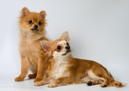 Two puppies in studio on a neutral backgroundの写真素材