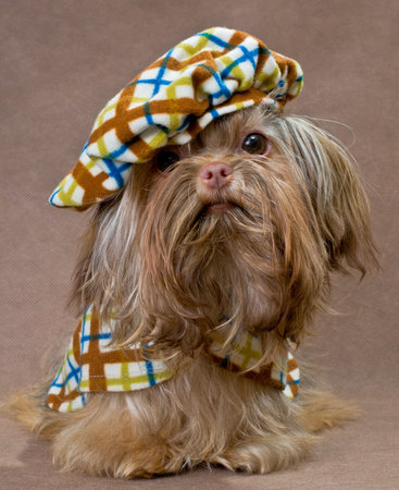 Russian color lap dog in studio in the dress