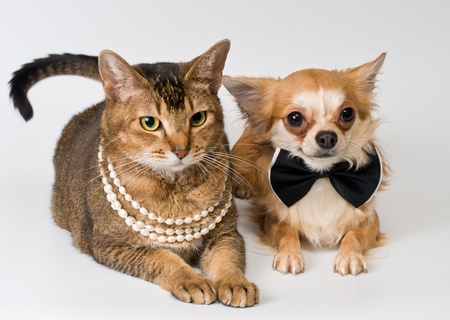 Cat and chihuahua in studio on a neutral backgroundの写真素材
