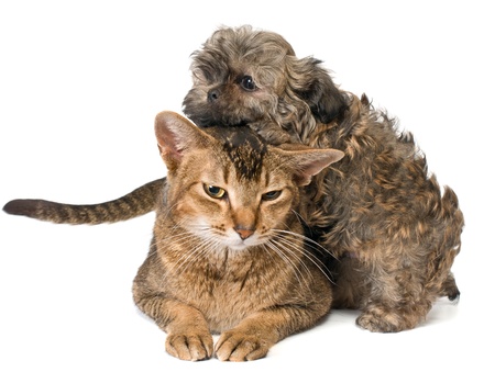Cat and puppy  in studioの写真素材