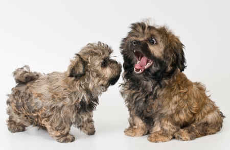Puppies colored lapdog in studioの写真素材