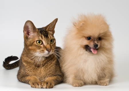 Cat and the puppy of the spitz-dogの写真素材