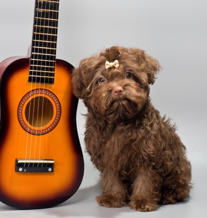 Bolonka ZWETNA with guitarの写真素材