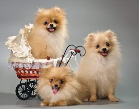 Three puppies with a sidecar in studioの写真素材