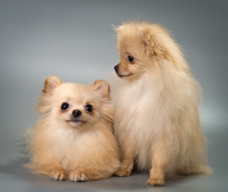  Pomeranian spitz-dog in studio on a neutral backgroundの写真素材