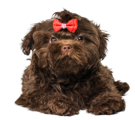 Russian color lap dog puppyの写真素材