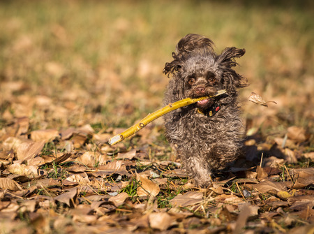 Dog breed Russian color lap dog in autumn parkの写真素材