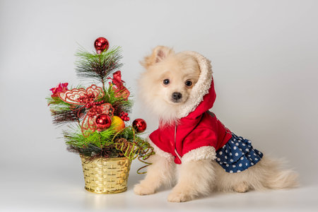 Puppy meets New Year in studio in a neutral backroundの写真素材