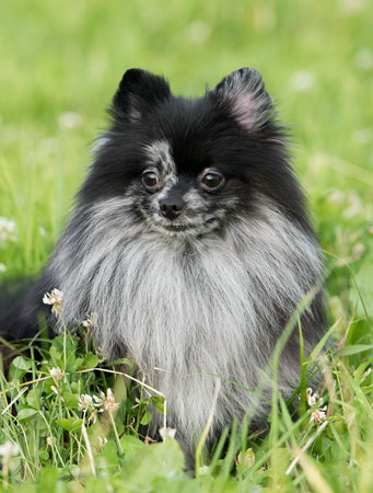 Spitz German
