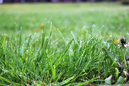 An Image of grassの写真素材