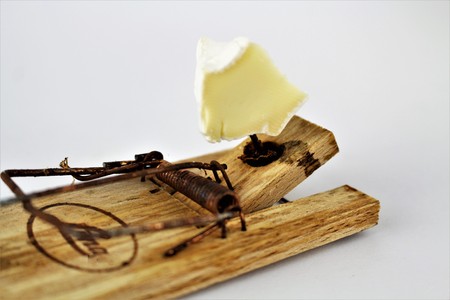 An image of a mousetrap with cheese and moneyの写真素材