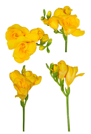 Yellow freesia flowers set on isolated の写真素材