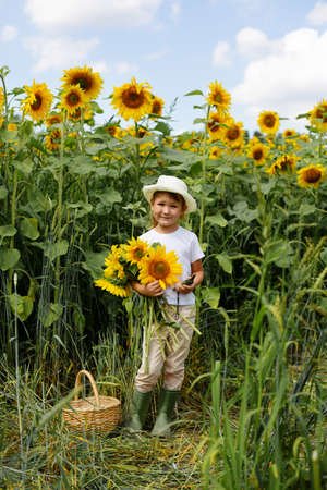 Girl with sunflowers and a basket on the fieldの写真素材