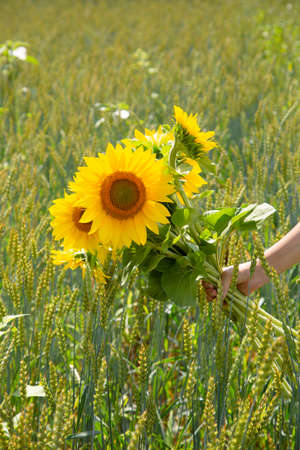 Hand with sunflower bouquet on a wheat fieldの写真素材