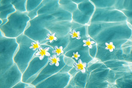 Plumeria flowers on blue sea water in sunny dayの写真素材