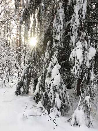Spruce in the snow and winter forest with sun on backgroundの写真素材