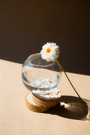 Still life with white dahlia flower and aquarium on beige background.の写真素材