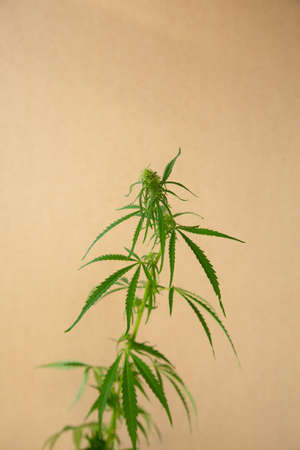 Green hemp on beige background. Cannabis leaves.の写真素材