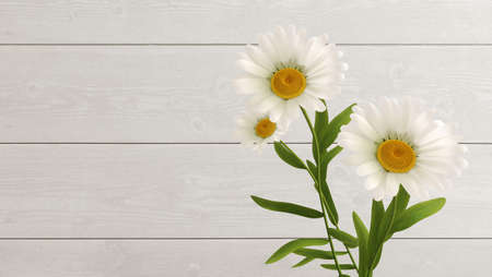 Camomile bouquet tied with twine on white wooden background.の写真素材