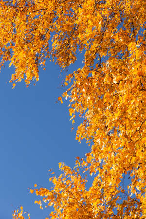 Autumn yellow birch leaves on blue sky.の写真素材