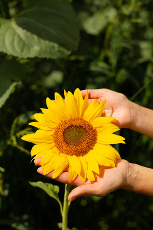 Single yellow sunflower in the hands on green background.の写真素材