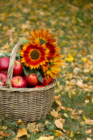 Wicker baskets full of red apples with bright orange sunflowers on the grass with autumn yellow leaves.の写真素材