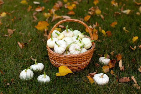 White pumpkins in wicker basket on green grass covered yellow autumn leaves.の写真素材