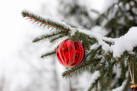 Red christmas ball on the branches of spruce in the snow.の写真素材