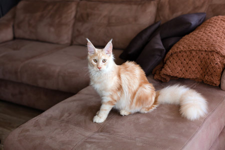 Ginger and white maine coon cat on brown sofa at home.の写真素材