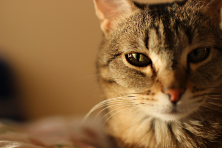 portrait of a cat closeup with focus on one of his eyesの写真素材