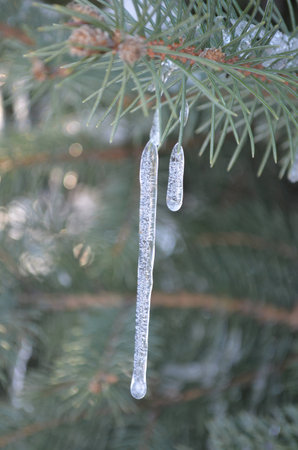 icicles on a fir branchの写真素材