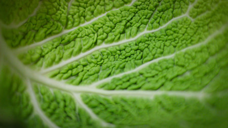 The savoy cabbage leaves were photographed very closely. It's a little like looking from an airplane...