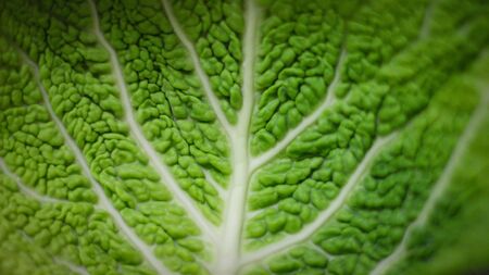 The savoy cabbage leaves were photographed very closely. It's a little like looking from an airplane at a big river flowing through an impassable jungle.の写真素材
