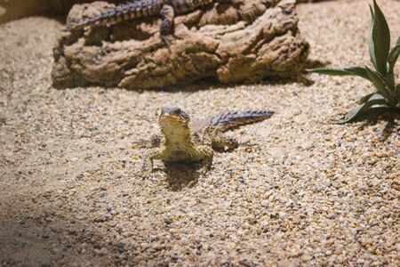 Steppe Agama, Trapelus sanguinolentus nature desert habitat Asiation part on Russia and Kazakhstanの写真素材